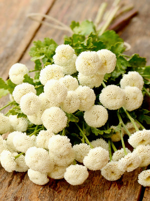 VEGMO SNOWBALL EXTRA-FEVERFEW