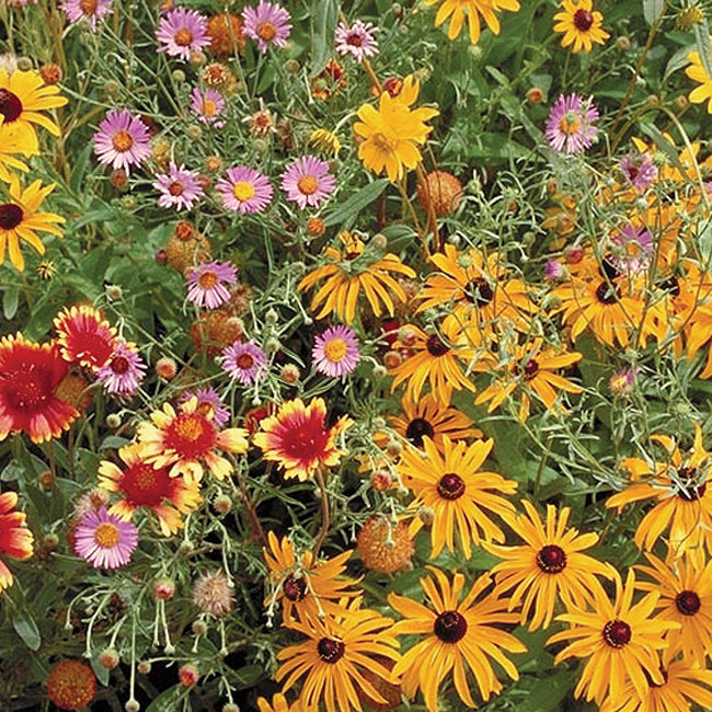 BENEFICIAL BUG MIX-MIX