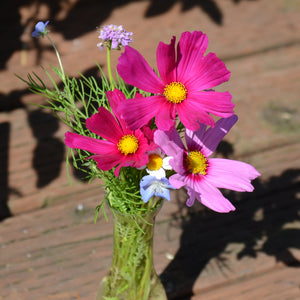 Close up of Beneficial Bug Mix blooms in a small glass vase showing bright pink cosmos and mixed annual flowers on a wooden deck background
