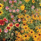 BENEFICIAL BUG MIX-MIX