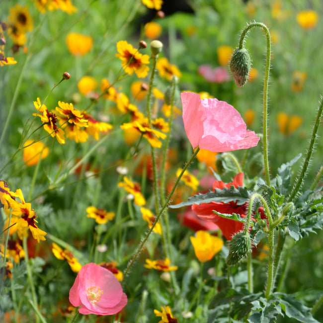 DEER RESISTANT MIX-MIX