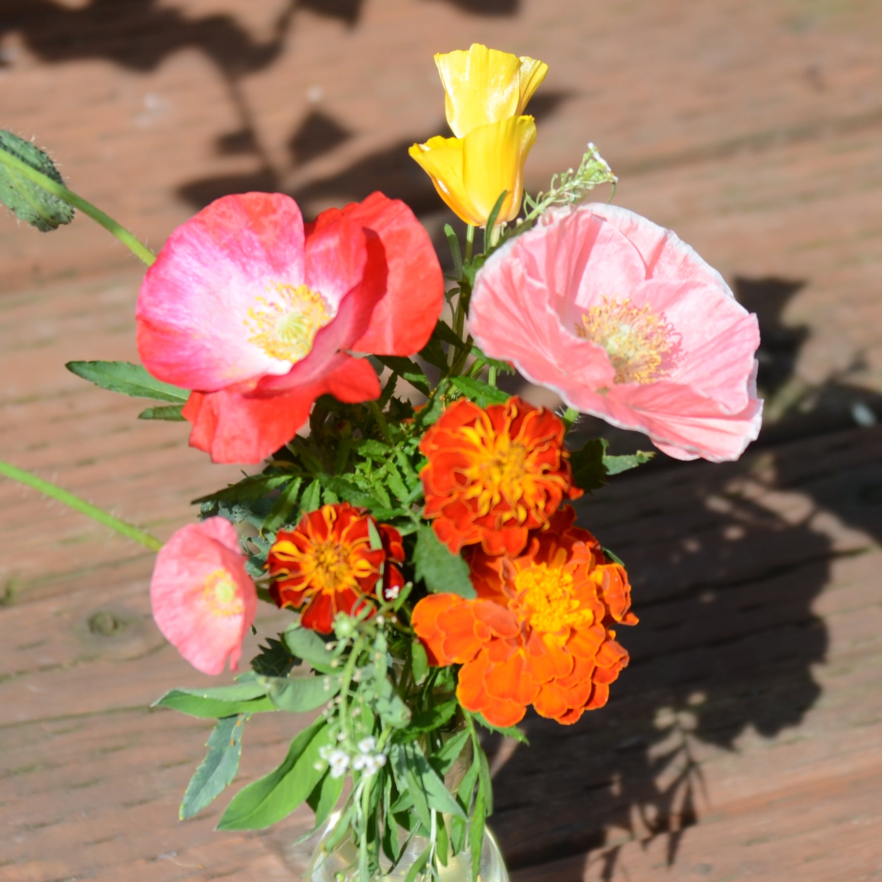 Deer Resistant Mix Mix Seed | SEED / 2 grams | Territorial Seed