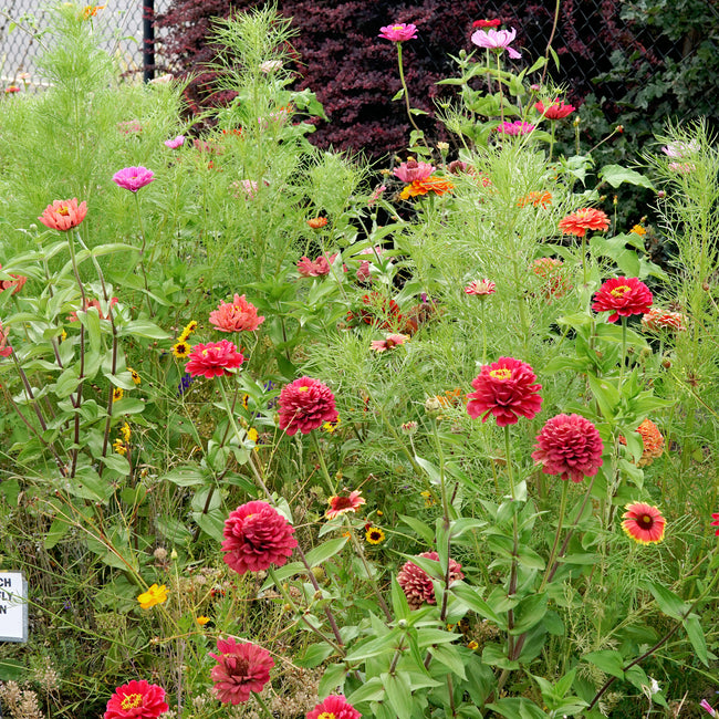 MONARCH BUTTERFLY GARDEN MIX