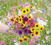 A BOUQUET EVERY DAY CUTTING GARDEN FLOWER MIX-MIX