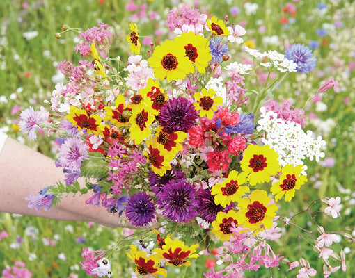 A BOUQUET EVERY DAY CUTTING GARDEN FLOWER MIX-MIX