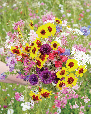 A BOUQUET EVERY DAY CUTTING GARDEN FLOWER MIX-MIX