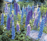 AURORA SERIES MIX-DELPHINIUM
