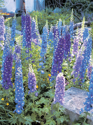 AURORA SERIES MIX-DELPHINIUM