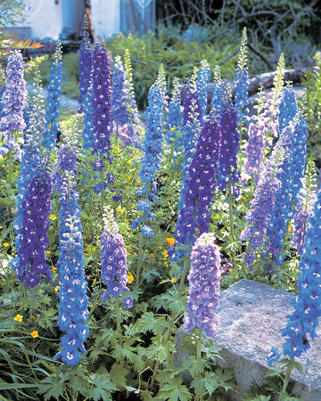 AURORA SERIES MIX-DELPHINIUM