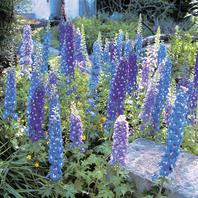 AURORA SERIES MIX-DELPHINIUM