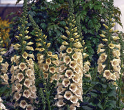 CAMELOT CREAM-DIGITALIS