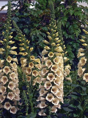 CAMELOT CREAM-DIGITALIS