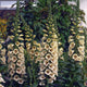 CAMELOT CREAM-DIGITALIS