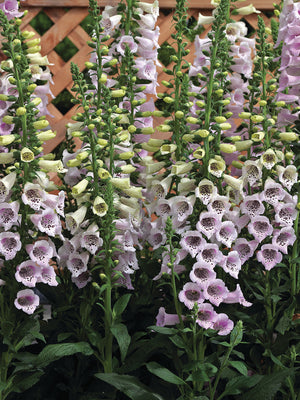 CAMELOT LAVENDER-DIGITALIS