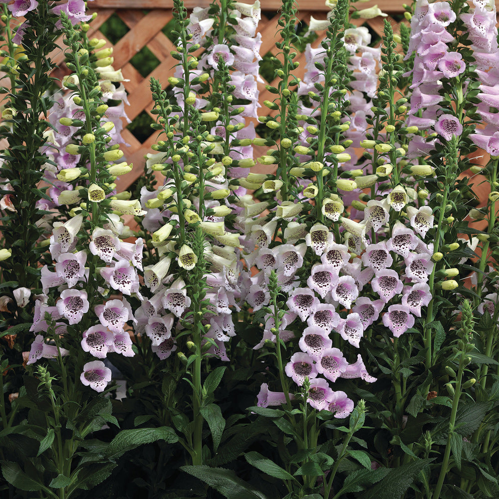 lavender plant lowes Camelot Lavender Foxglove Pelleted Seed 500 seeds
