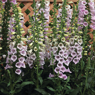 CAMELOT LAVENDER-DIGITALIS