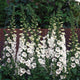 CAMELOT WHITE-DIGITALIS