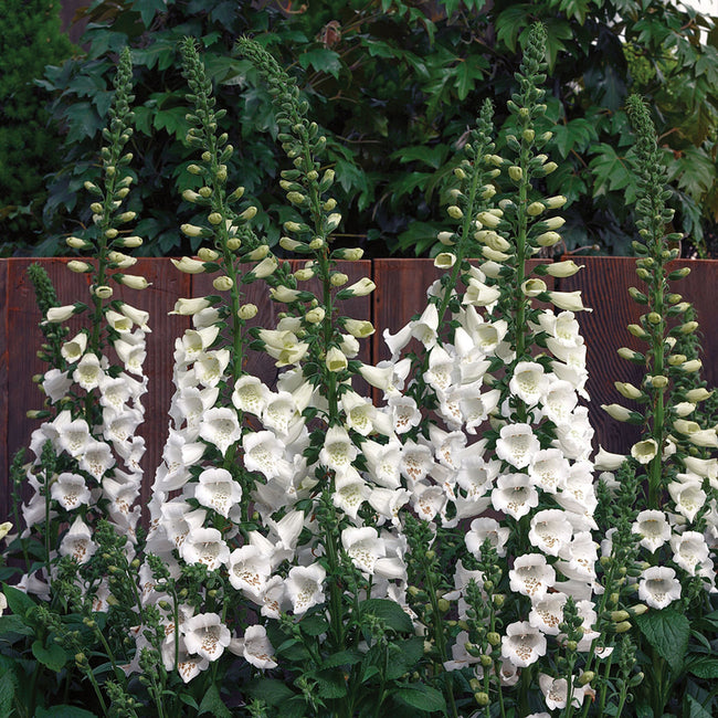 CAMELOT WHITE-DIGITALIS