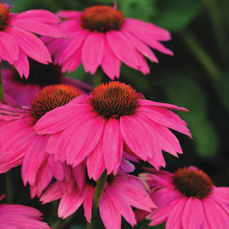 Powwowâ® Wild Berry Echinacea Seed | Territorial Seed