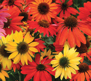 CHEYENNE SPIRIT-ECHINACEA