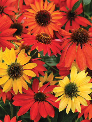 CHEYENNE SPIRIT-ECHINACEA