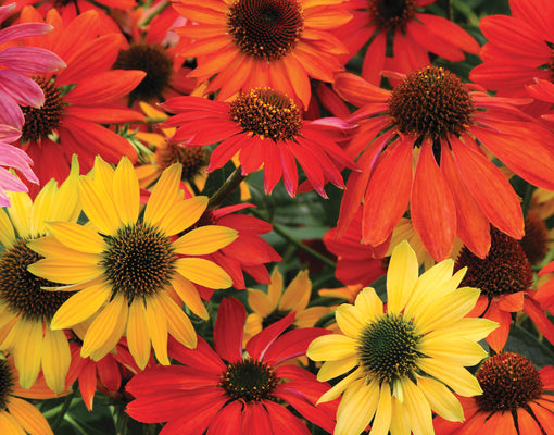 CHEYENNE SPIRIT-ECHINACEA
