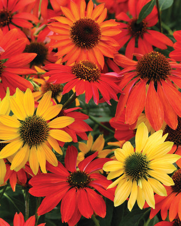 CHEYENNE SPIRIT-ECHINACEA