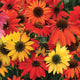 CHEYENNE SPIRIT-ECHINACEA