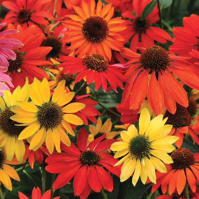 CHEYENNE SPIRIT-ECHINACEA