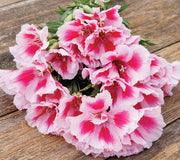 GRACE ROSE/PINK-GODETIA