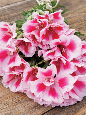 GRACE ROSE/PINK-GODETIA