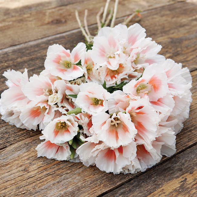 GRACE SHELL PINK-GODETIA
