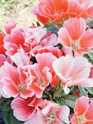 GRACE SALMON IMPROVED-GODETIA