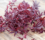 MAHOGANY SPLENDOR-HIBISCUS