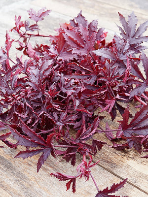 MAHOGANY SPLENDOR-HIBISCUS