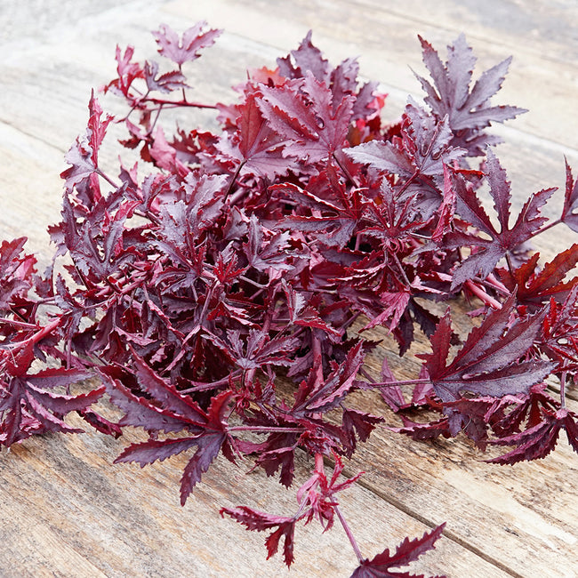 MAHOGANY SPLENDOR-HIBISCUS