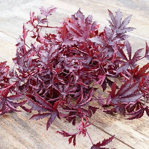 MAHOGANY SPLENDOR-HIBISCUS