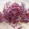 MAHOGANY SPLENDOR-HIBISCUS