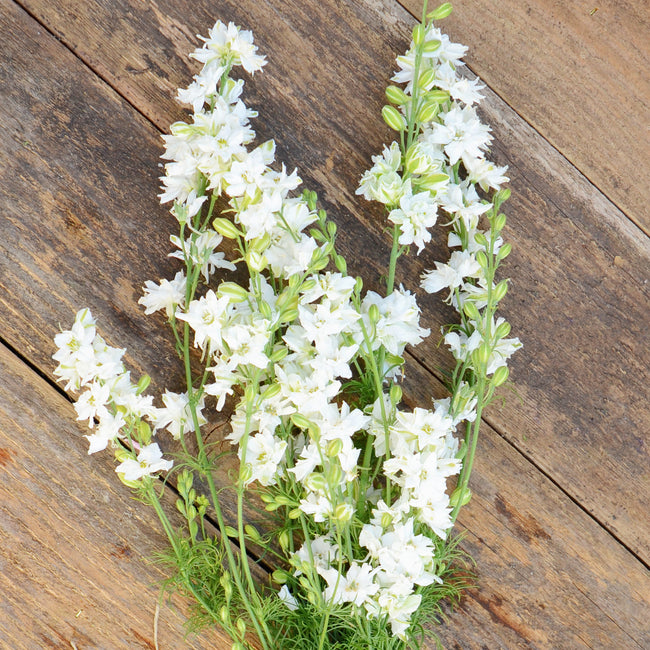 GALILEE WHITE-LARKSPUR