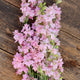 GALILEE PINK PERFECTION-LARKSPUR