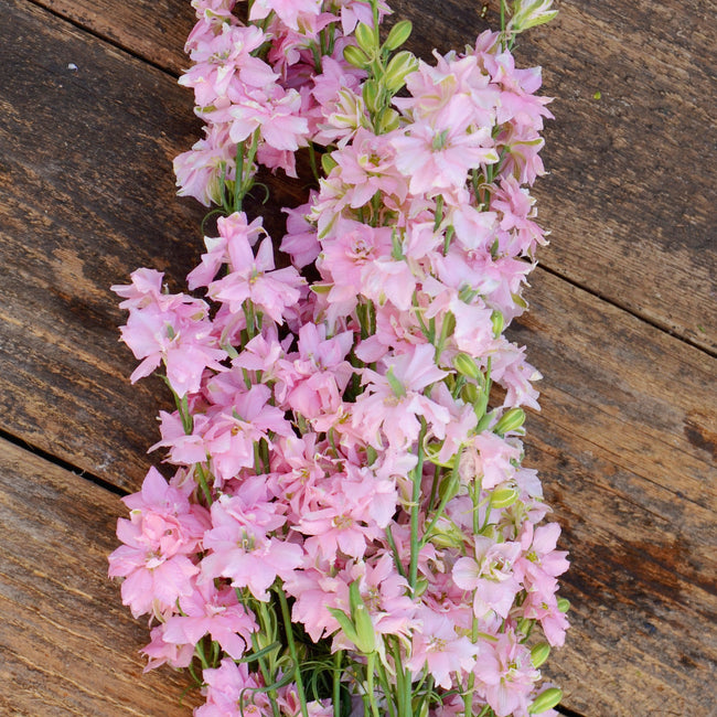 GALILEE PINK PERFECTION-LARKSPUR