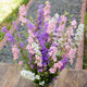 GALILEE PINK PERFECTION-LARKSPUR