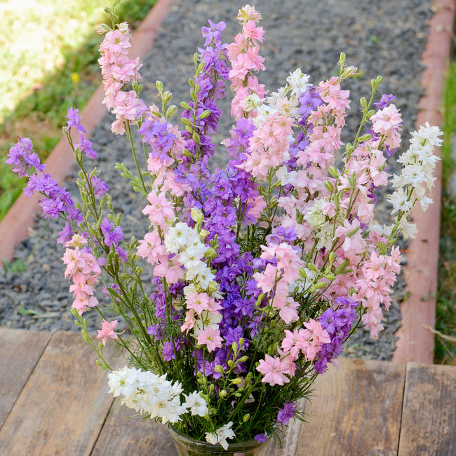 GALILEE PINK PERFECTION-LARKSPUR
