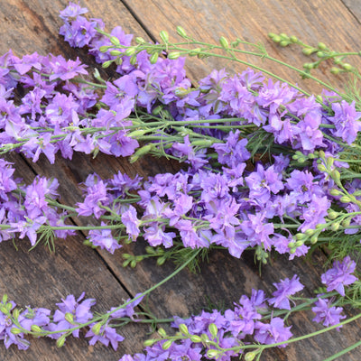 GALILEE LILAC-LARKSPUR