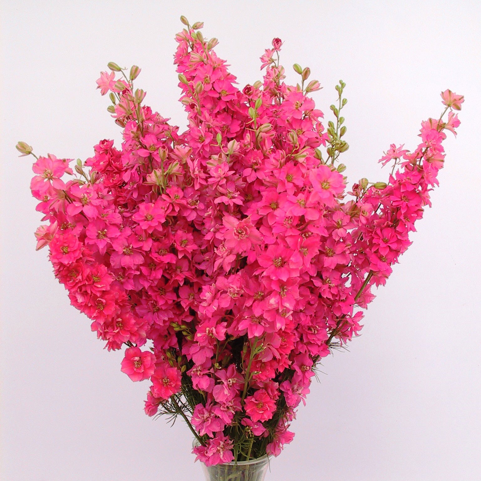 larkspur qis rose seeds Galilee Salmon Larkspur Seed 100 seeds
