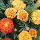 BROCADE MIX-MARIGOLD