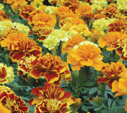 BONANZA MIX-MARIGOLD