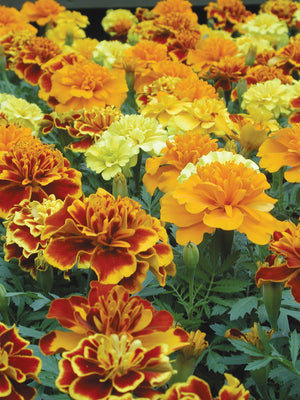 BONANZA MIX-MARIGOLD