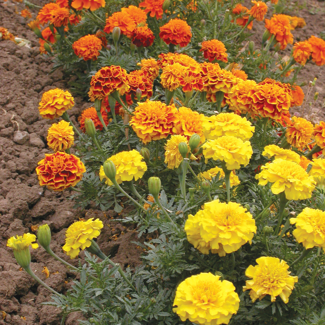 Territorial Seed Company Bonanza Mix Marigold