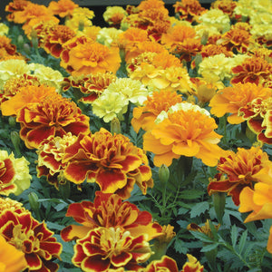 BONANZA MIX-MARIGOLD